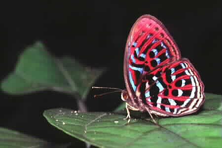 Malay Red Harlequin, Paralaxita damajanti