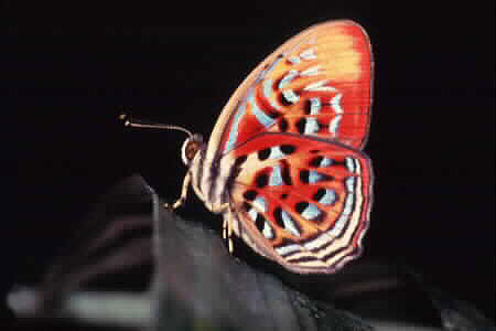 Red Harlequin, Paralaxita telesia