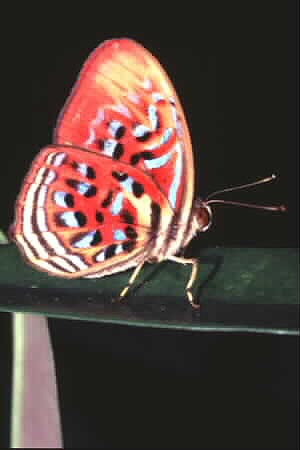 Red Harlequin, Paralaxita telesia