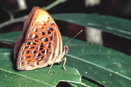 The Harlequin, Taxila haquinus, male