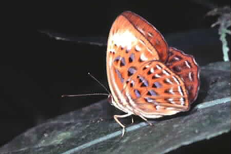 The Harlequin, Taxila haquinus, female