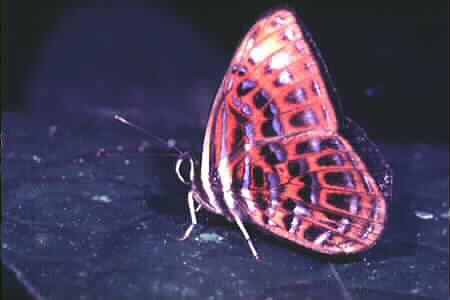 The Lesser Harlequin, Laxita thuisto