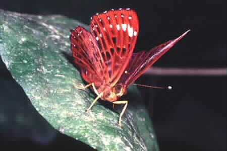 The Punchinello, Zemeros flegyas