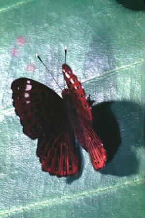 The Punchinello, Zemeros flegyas
