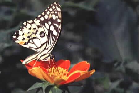 The Lime Butterfly, Papilio demoleus malayanus