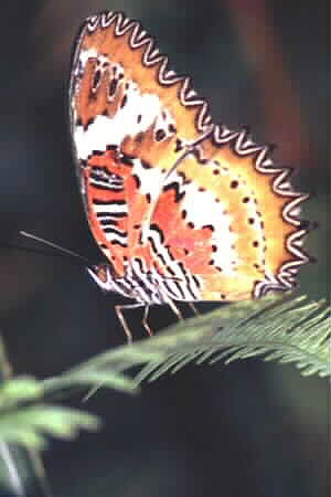 The Malay Lacewing, Cethosia, hypsea, hypsina