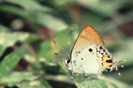 Chliaria othona