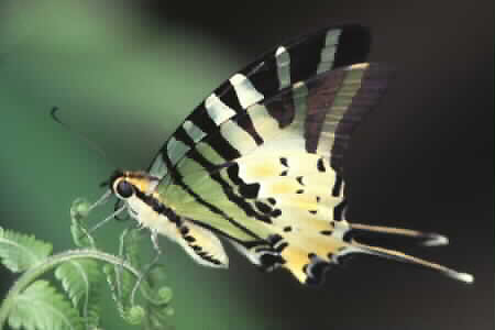 The Fivebar Swordtail, Pathysia antiphates itamputi
