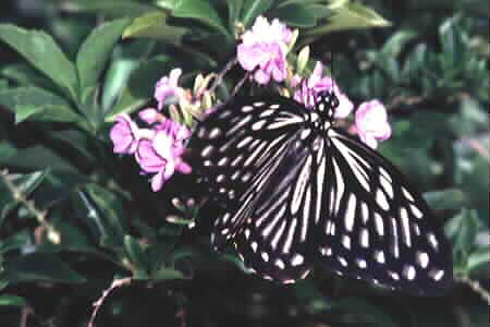 The Common Mime, Chilasa clytia clytia