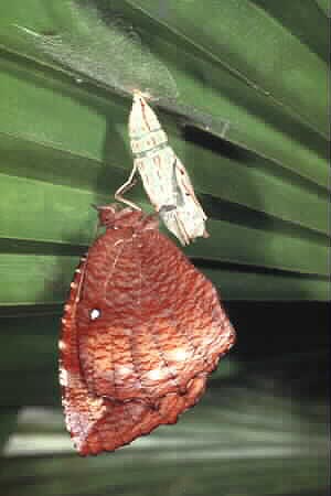 The Common Palmfly, Elymnias hypermnestra agina