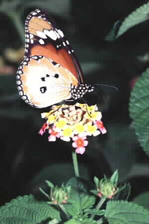 The Plain Tiger, Danaus chrysippus chrysippus