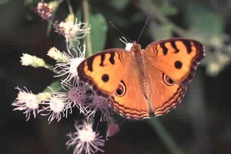 The Peacock Pansy, Junonia almana javana