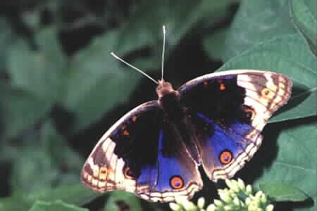 The Blue Pansy, Junonia orithya wallacei