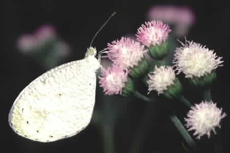 The Psyche, Leptosia nina nina