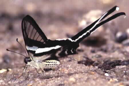 The Green Dragontail, Lamproptera meges virescens