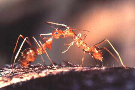 The Crazy Ant, Anoplolepis longipes
