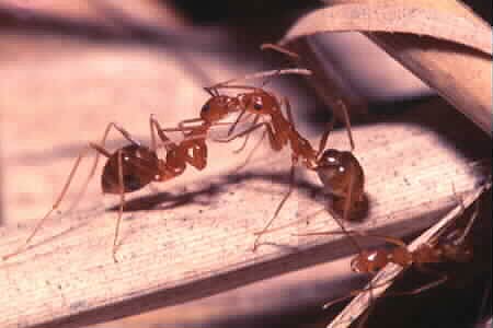The Crazy Ant, Anoplolepis longipes