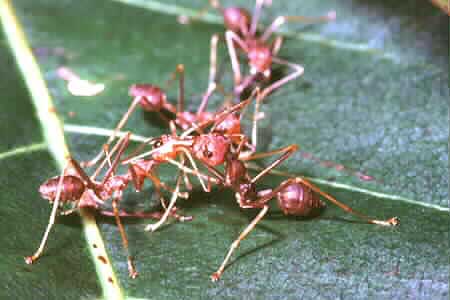 The Weaver Ant, Oecophylla smaragdina