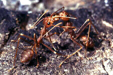 The Weaver Ant, Oecophylla smaragdina