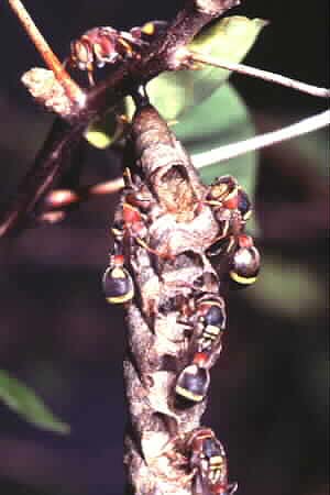 A species of paper wasp