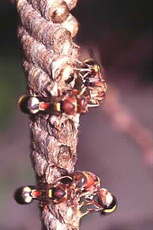 A species of paper wasp