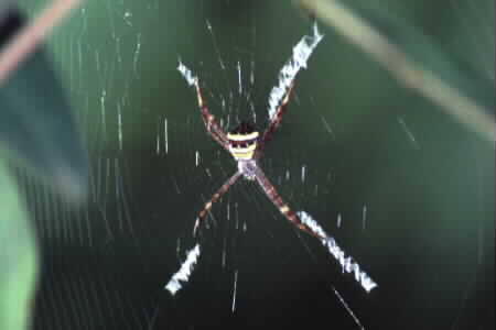 Argiope sp.