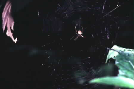 Argiope sp.