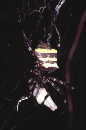 Argiope sp.