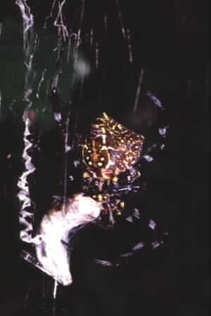 Argiope sp.
