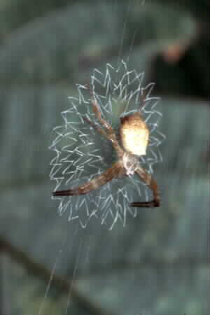 Argiope sp.