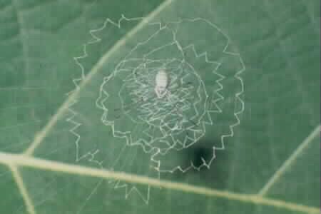 Argiope sp.