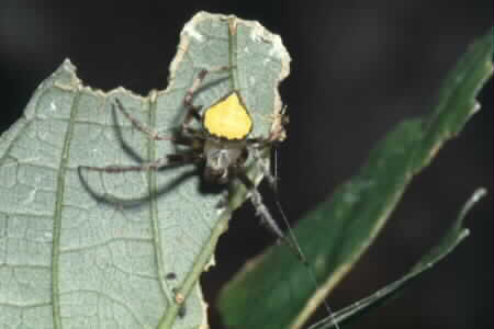 Eriovixia sp.