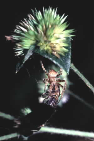 ?Parawixia sp.