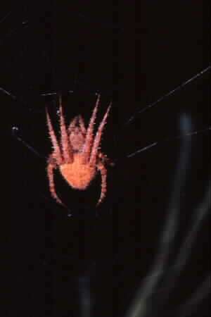Argiope sp.