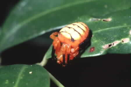 Argiope sp.