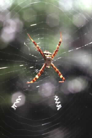 Argiope sp.