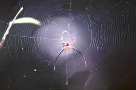 Gasteracantha arcuata