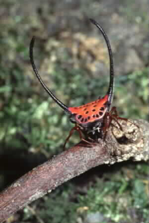 Gasteracantha arcuata