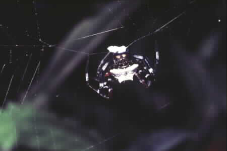 Argiope sp.
