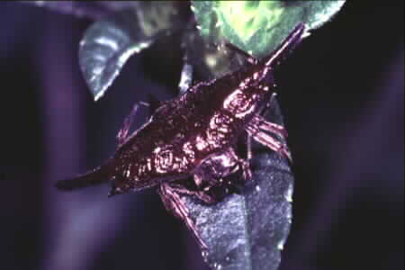 Gasteracantha arcuata
