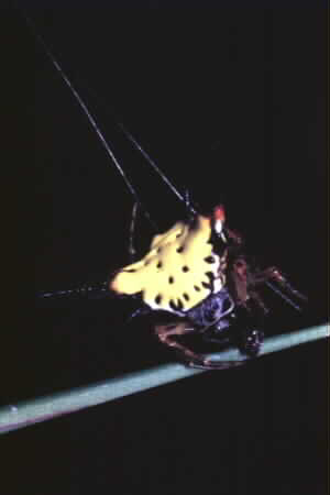 Argiope sp.