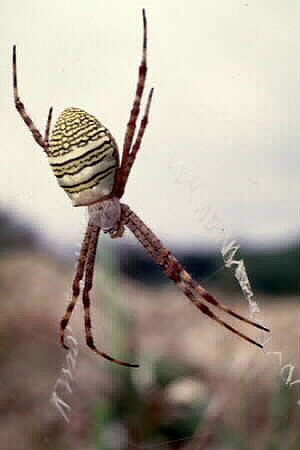 Argiope sp.