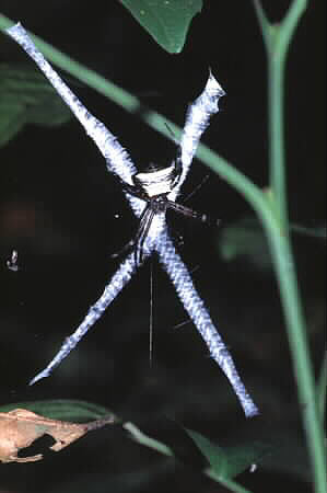 Argiope species