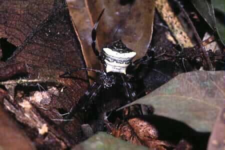 Argiope sp.