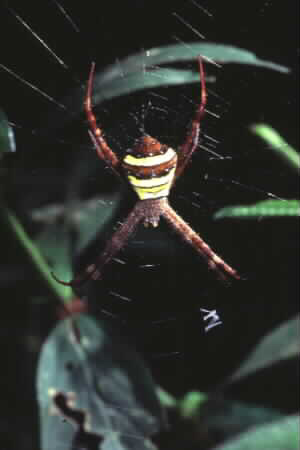 Argiope sp.