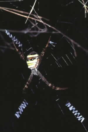Argiope sp.