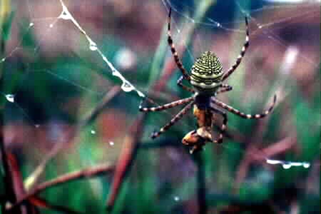 Argiope sp.