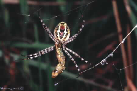 Argiope sp.