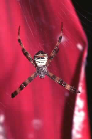 Argiope sp.