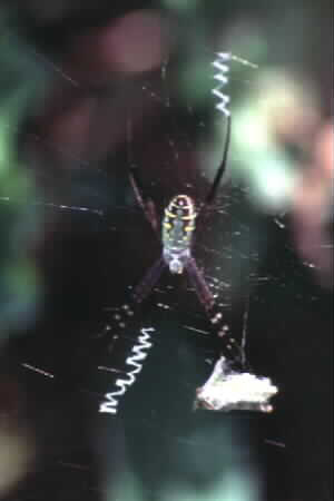 Argiope sp.